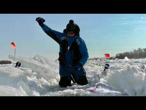 Видео: ЭКСПЕРИМЕНТ! ЖЕРЛИЦЫ на СУДАКА против ВИБОВ. Зимняя рыбалка. Рыбалка зимой. Ловля судака.