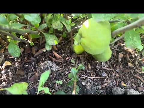 Видео: Декоративні дерева,кущі та багаторічні квіти.Частина 3💛🩵🍁🍂