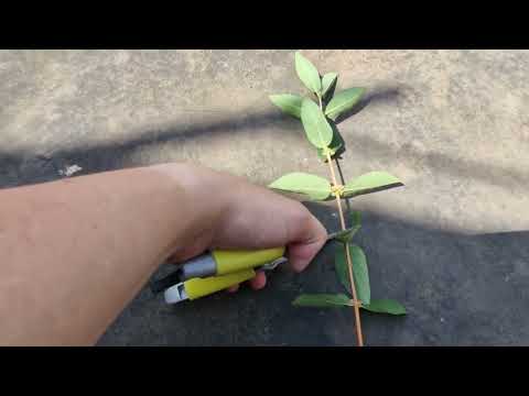 Видео: Размножение жимолости зелеными черенками