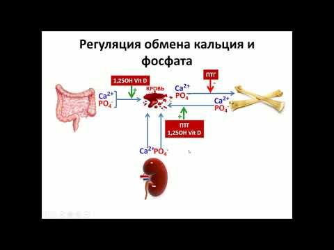 Видео: Нарушения обмена кальция Полупан А.А.