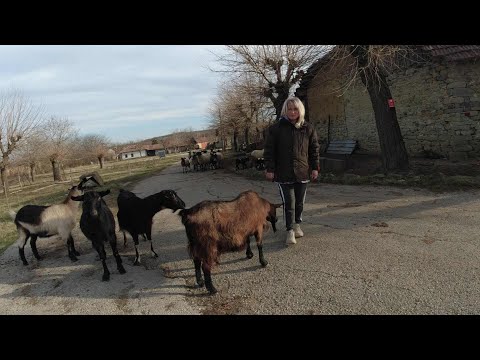 Видео: Един ден с Дани - Избледнелите стъпки на детството |  Живот на село | LINE D5