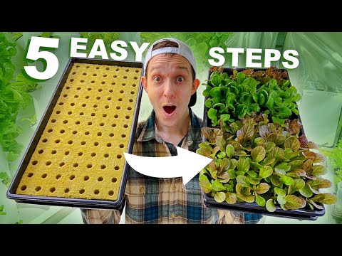 Видео: Как прорастить семена в кубиках RockWool в помещении