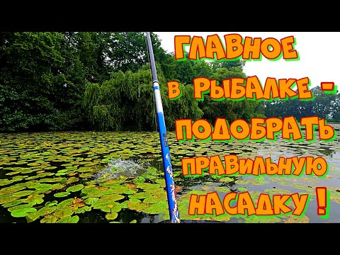 Видео: Ловля ЛИНЯ и КАРПА на УДОЧКУ в КУВШИНКЕ  ! Рыбалка на УДОЧКУ с БОКОВЫМ КИВКОМ .