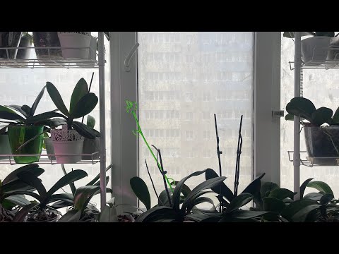 Видео: Муж меняет  одёжку на окнах👍