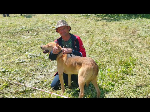 Видео: 69_я Орловская городская выставка охотничьих собак. г Орёл 01 июля 2023года. Ринг Гончих .