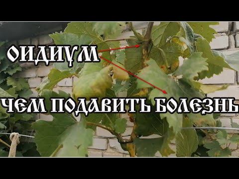 Видео: Оидиум на винограде.  Чем подавить болезнь за неделю до срезки