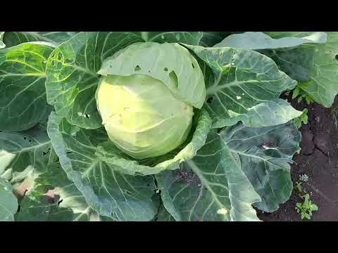 Видео: 31 июля 2025 г.