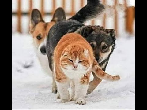 Видео: 😺 За мной, трусишки! 🐕  Смешное видео  с собаками, кошками и котятами! 🐱
