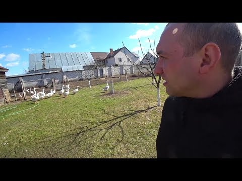 Видео: Содержание гусей без выпаса//Новости по хозяйству