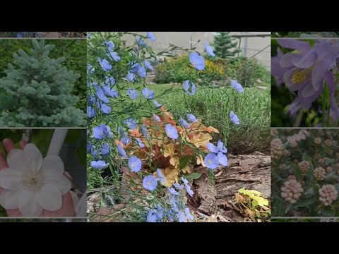 Видео: Прогулка по майскому саду.Приросты  Елей,цветет аквилегия,лен голубой,клематис, ирис,альпийская гора