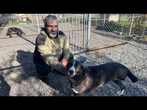 Видео: День стольника/Кормим собак 