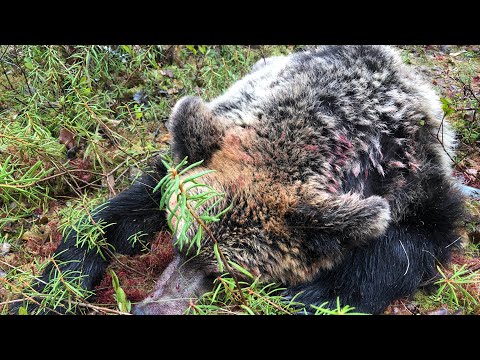 Видео: Охота на медведя с лайкой ! Часть 2 . Зверь добыт !