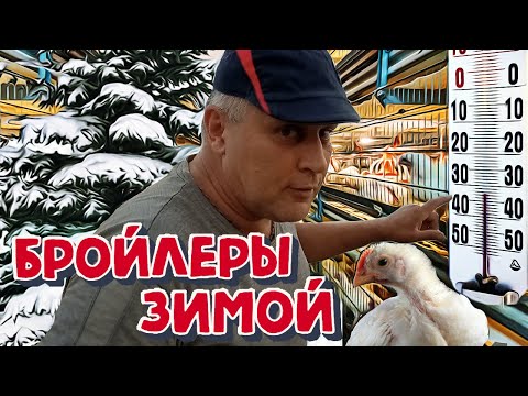 Видео: Бройлеры выращивание зимой содержание Слава в теме