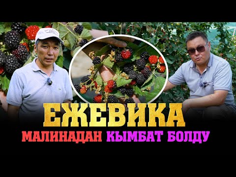 Видео: Ежевика кандай өсөт? Түшүмдүүлүгү кандай болот? Сатуу жолдору? Малинадан кандай айрымасы бар?