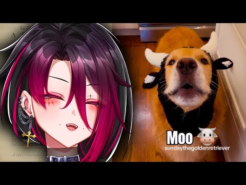 Видео: Реакция на мемы, которые заставили мое сердце биться чаще