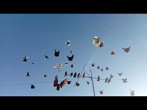 Видео: 26 сентября 2025 г.