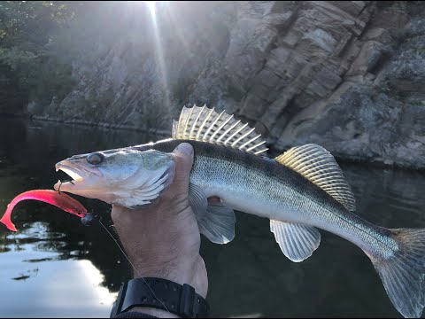 Видео: Летняя ловля судака на джиг с лодки