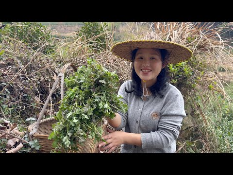Видео: Один дикий овощ в день. Употребление в пищу саженцев дикой хризантемы — это так вкусно!