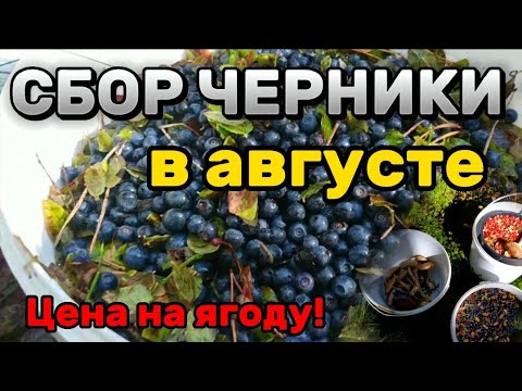 Видео: СБОР ЧЕРНИКИ В АВГУСТЕ! Цена на чернику 2023