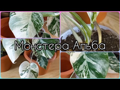 Видео: Монстера Альба🍀Уход🌹Содержание🍀Грунт🌹Полив🍀Освещение🌹Деликатесная🌹Борзигиана🍀Делициоза🌹Малая форма