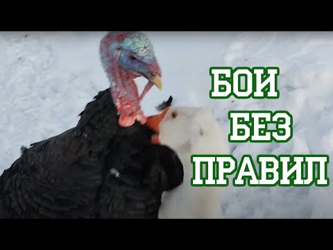 Видео: Самая нелепая борьба - гусь поссорился с индюком