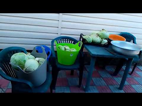 Видео: Як зберегти на зиму капусту. Гарний урожай в цему році.