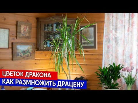 Видео: Цветок дракона   как размножить драцену
