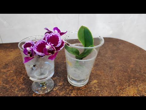 Видео: мини ОРХИДЕЯ без корней..наращивание корней над водой.15.04.2020.