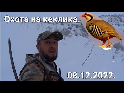 Видео: Охота на кеклика.