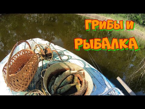 Видео: И грибы и рыбалка! Карелия, Онего.