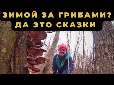 Видео: Впервые зимой пошёл в лес за грибами  Да я летом столько не собирал