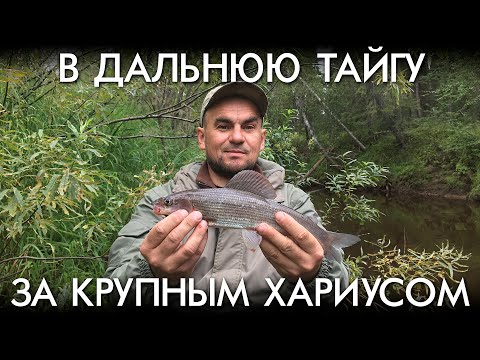 Видео: В ДАЛЬНЮЮ ТАЙГУ ЗА КРУПНЫМ ХАРИУСОМ