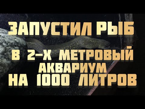 Видео: Запустил рыбу в аквариум на 1000 литров