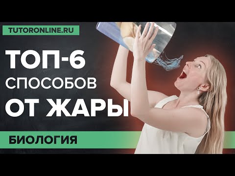 Видео: 6 способов: как не умереть в жару. Делаем лимонад! | Биология |  TutorOnline