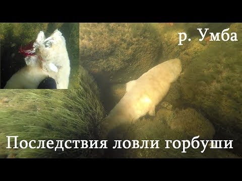 Видео: ШОКИРОВАН УВИДЕННЫМ ПОД ВОДОЙ в р. УМБА / SHOCKED by what he saw UNDER WATER