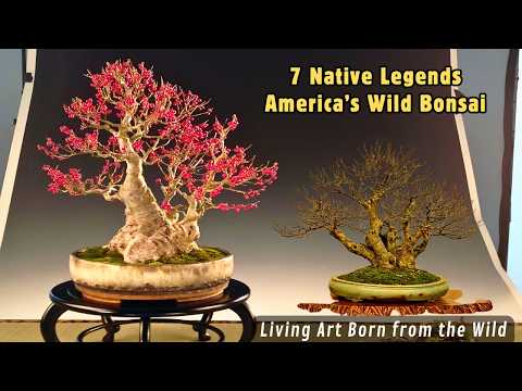 Видео: 7 бонсай, типичных для Америки | Живое искусство дикой природы