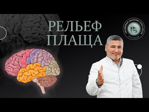 Видео: Рельеф плаща. Локализация центров в коре полушарий головного мозга