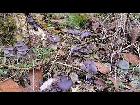 Видео: Грибы на каждом пеньке! 09.11.2025.