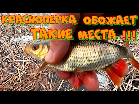 Видео: Ловля КРАСНОПЕРКИ по ПОСЛЕДНЕМУ ЛЬДУ ! Рыбалка на мормышку в камыше .