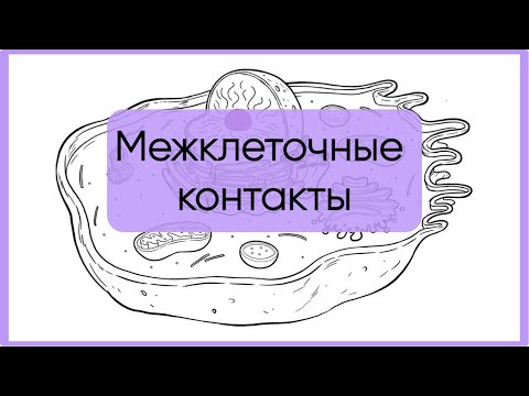 Видео: Межклеточные контакты за 5 минут