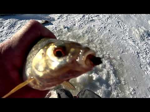 Видео: Крупная плотва весной со льда и лещ на 1.550кг ! Тёплое озеро, Наха, Эстония.