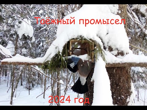 Видео: Проверка путика. Капкан на бобра. Куница сломала кулемку.