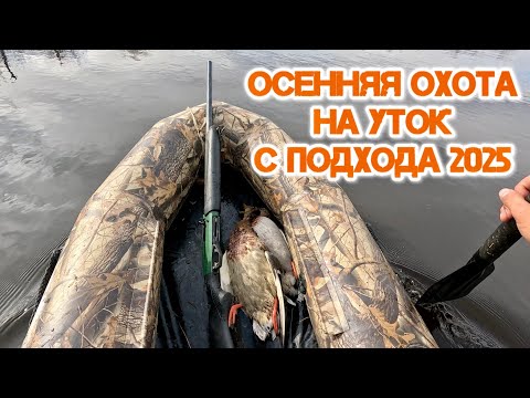 Видео: ОСЕННИЙ СЕЗОН ОХОТЫ НА УТОК 2025 (все в одном видео)