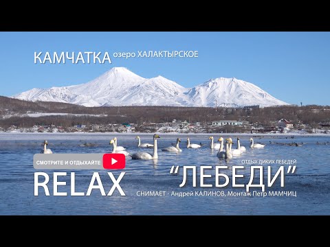 Видео: Дикие Лебеди на Камчатке..залипательное видео со всех возможных ракурсов в 4k качестве. РЕЛАКС видео