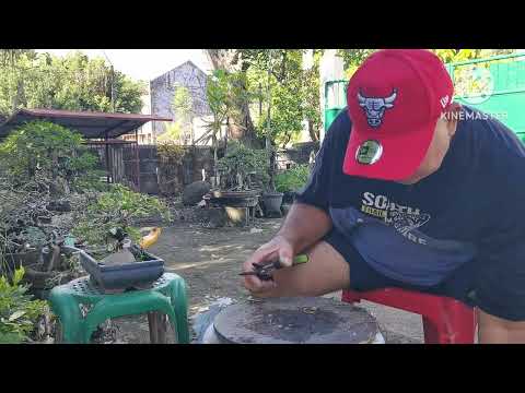 Видео: 🌳 Ещё один день работы с бонсай | Кто-то пришёл, продавал горшки и нашёл классный зонт! ☂️🪴