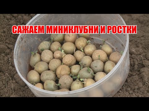 Видео: Сажаем рассаду картофеля, миниклубни. Ответы на вопросы