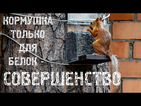 Видео: Кормушка только для белок может спасти птиц! Совершенство в длительной эксплуатации. Кормим белку.