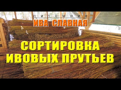 Видео: Ива Славная: Сортировка ивовых прутьев (02.12.2024)