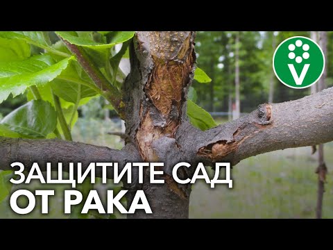 Видео: САМАЯ СТРАШНАЯ БОЛЕЗНЬ ПЛОДОВЫХ - РАК. Как определить и как лечить?