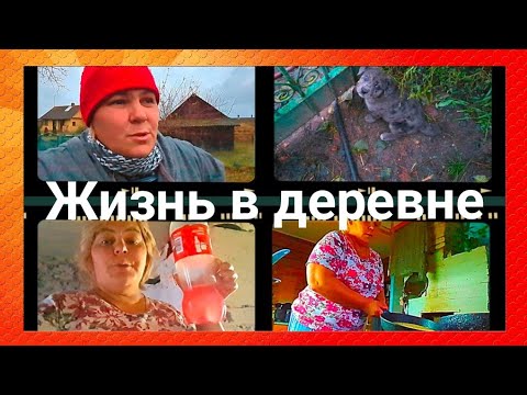 Видео: "Жизнь в деревне" Остатки сладки. Хитрая лиса растет 